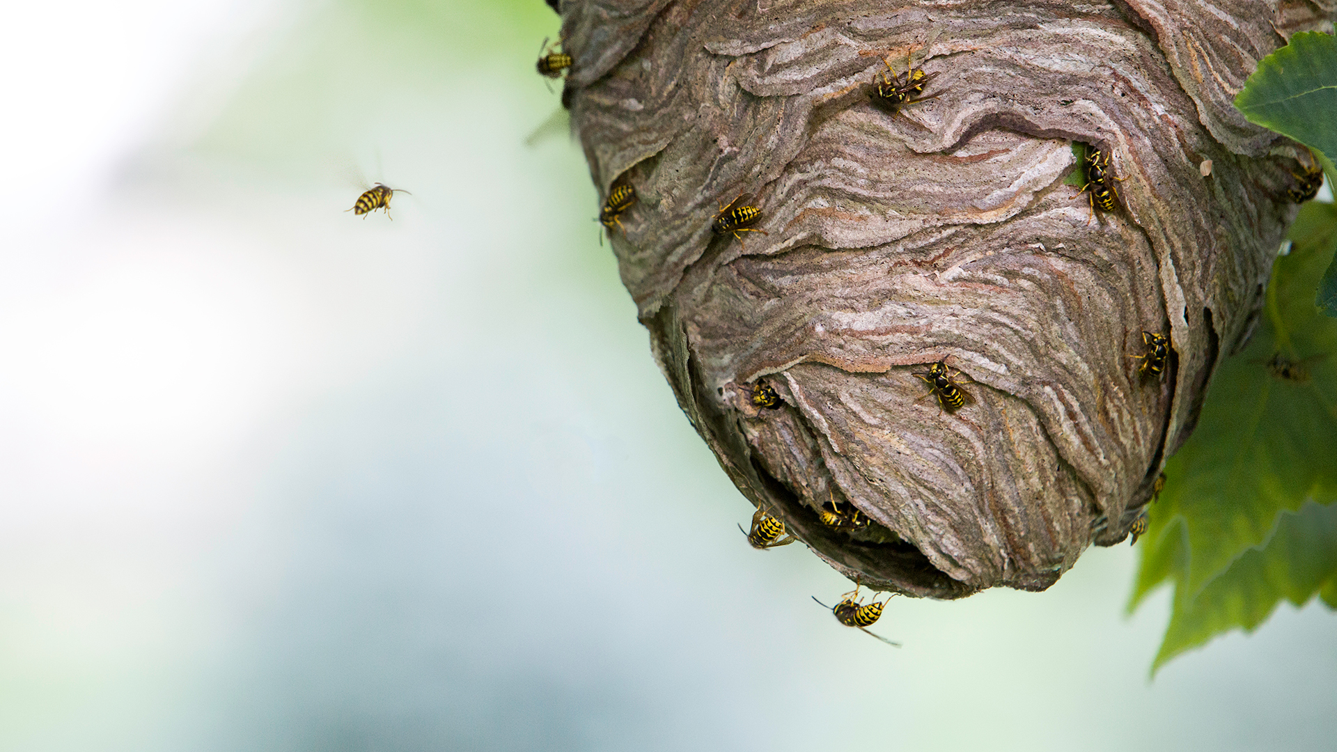 pest control west london